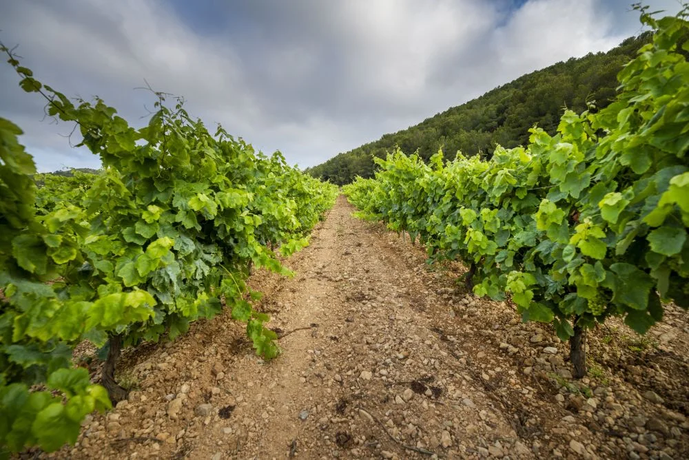 Sunlit vineyard landscape with winding paths through green hills and a distant village under a blue sky.